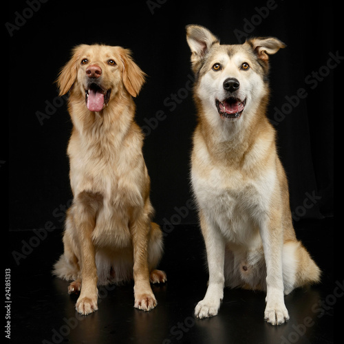 Studio shot of two adorable mixed breed dog