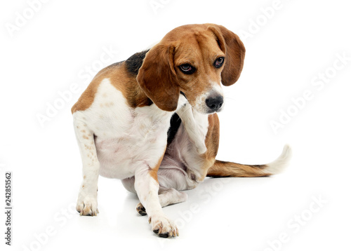 Obraz na płótnie An adorable Beagle scratching it's neck w salonie