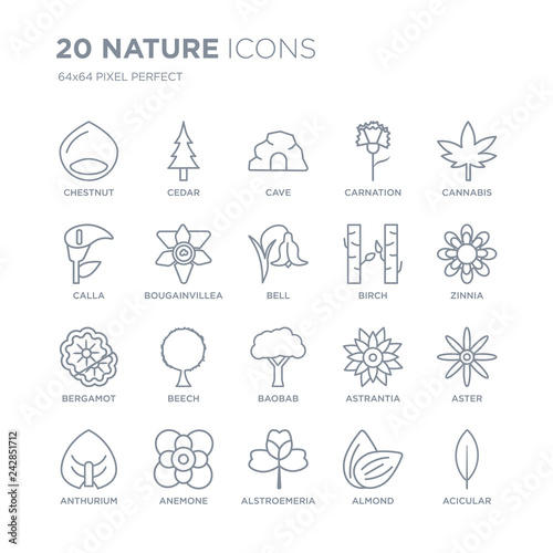 Collection of 20 nature linear icons such as Chestnut, Cedar, Alstroemeria, Anemone, Anthurium, Cannabis, Birch, Baobab line icons with thin line stroke, vector illustration of trendy icon set.