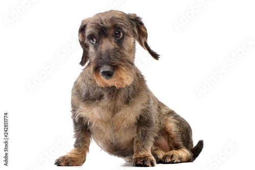 Studio shot of an adorable Dachshund