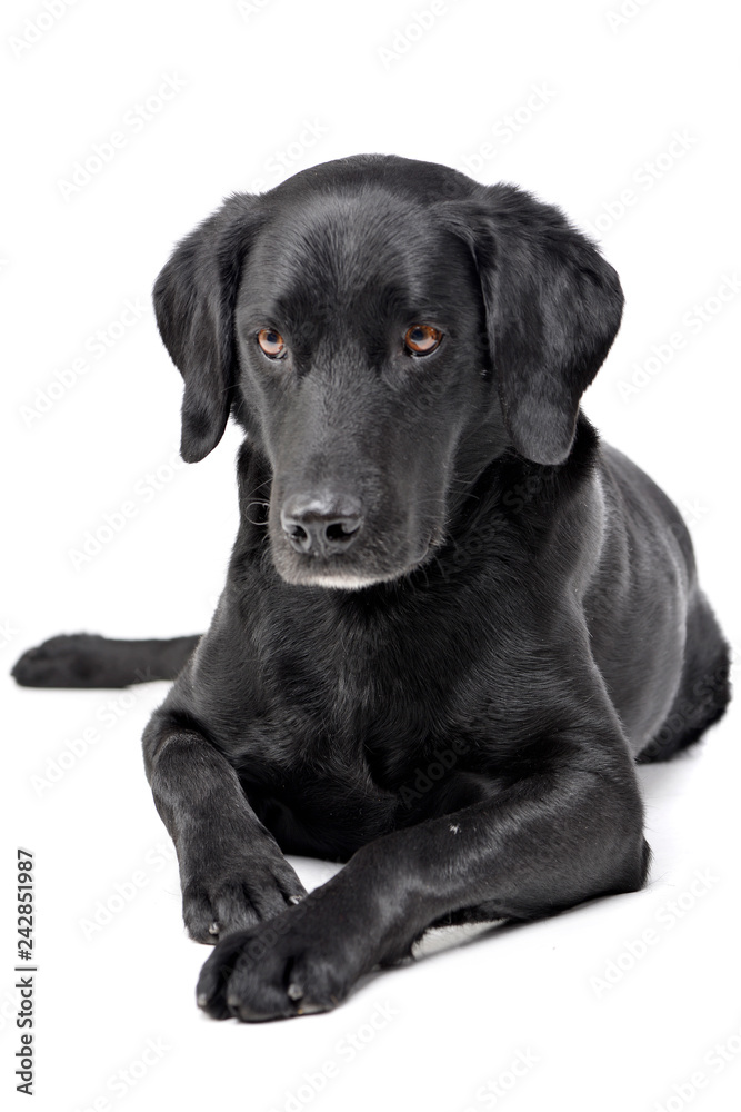 Studio shot of an adorable mixed breed dog Studio shot of an adorable mixed breed dog