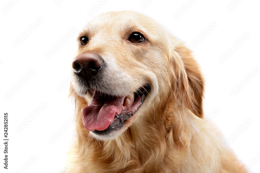 Portrait of an adorable mixed breed dog Portrait of an adorable mixed breed dog