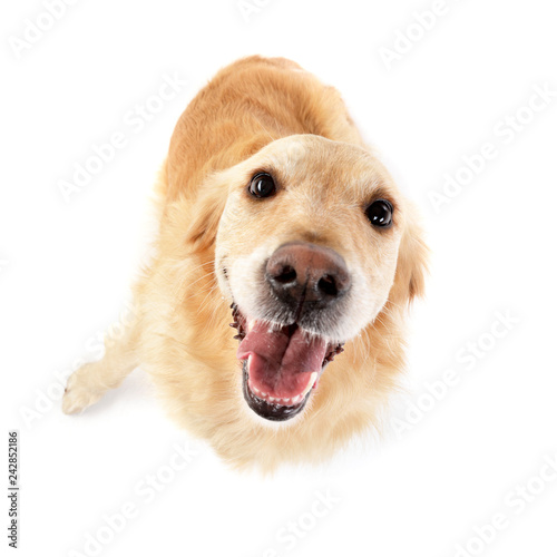 Studio shot of an adorable mixed breed dog