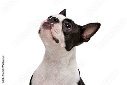 Portrait of an adorable Boston Terrier