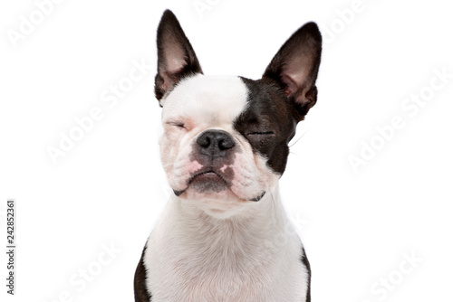 Portrait of an adorable Boston Terrier