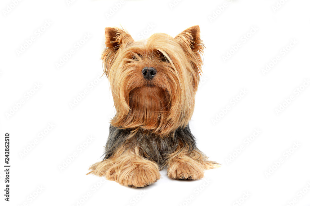Studio shot of an adorable Yorkshire Terrier