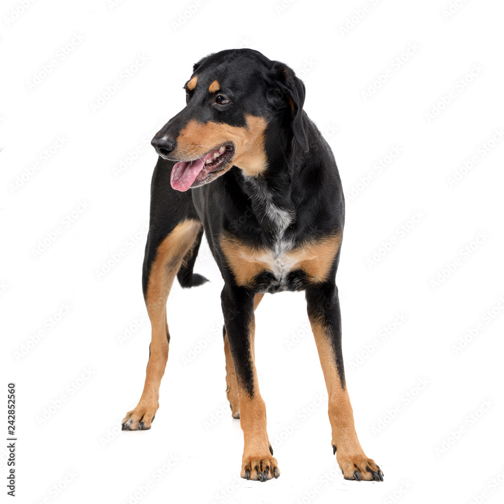 Studio shot of an adorable mixed breed dog