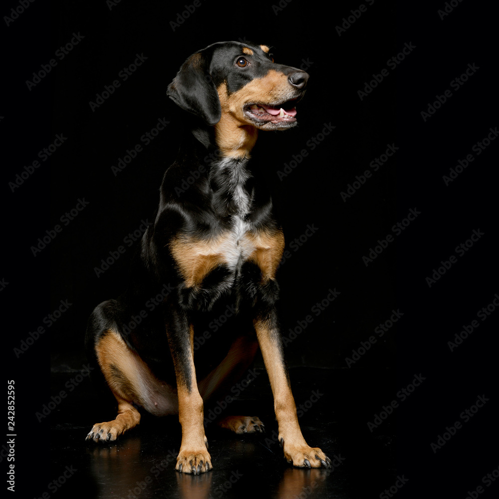Studio shot of an adorable mixed breed dog