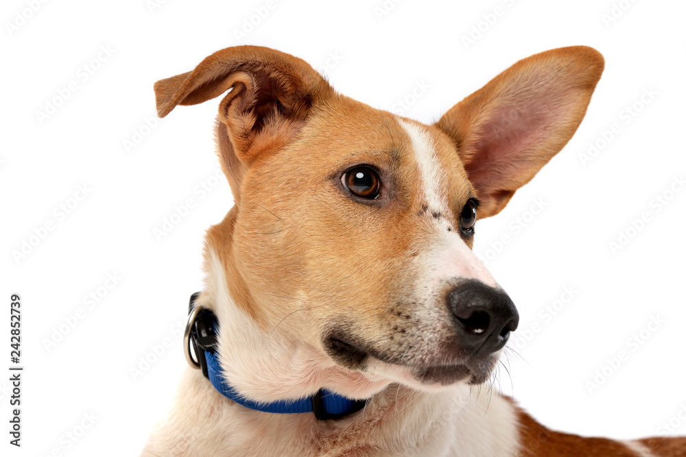 Portrait of an adorable mixed breed dog