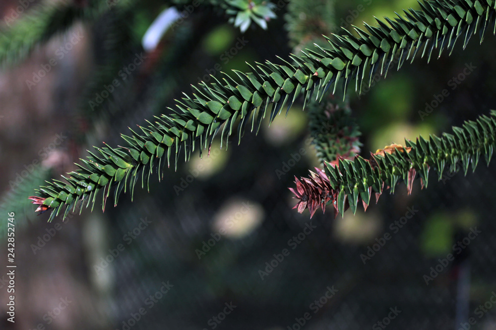 Blatt Makro Blatt Makro