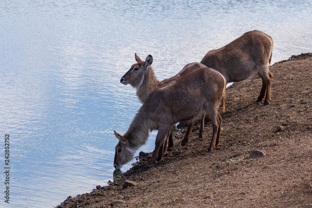 Wasserbock 13 Wasserbock 13