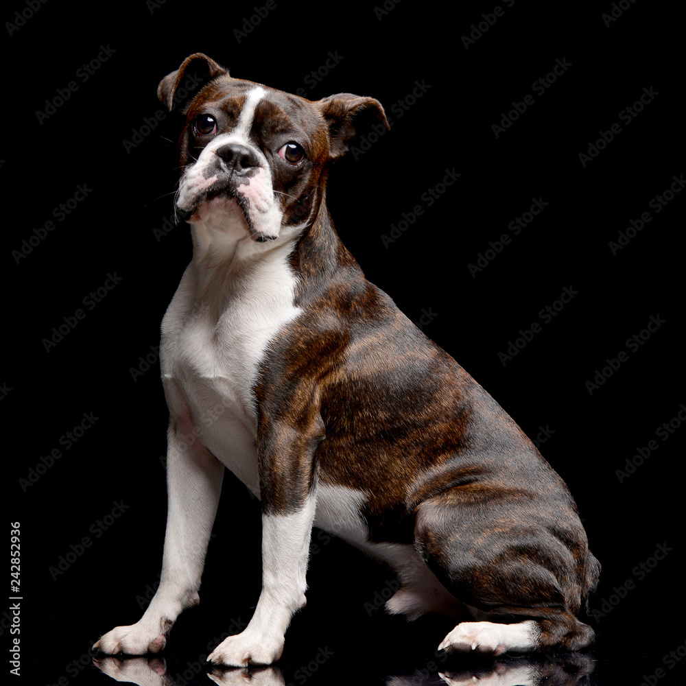 Studio shot of an adarable Boxer Studio shot of an adarable Boxer
