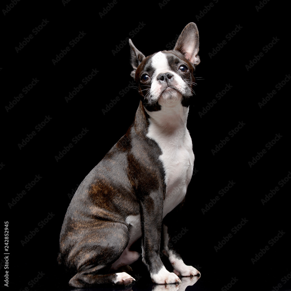Studio shot of an adarable Boston terrier Studio shot of an adarable Boston terrier