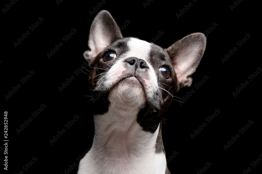 Portrait of an adarable Boston terrier