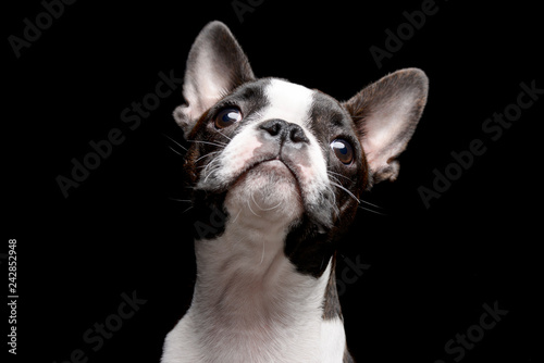 Portrait of an adarable Boston terrier