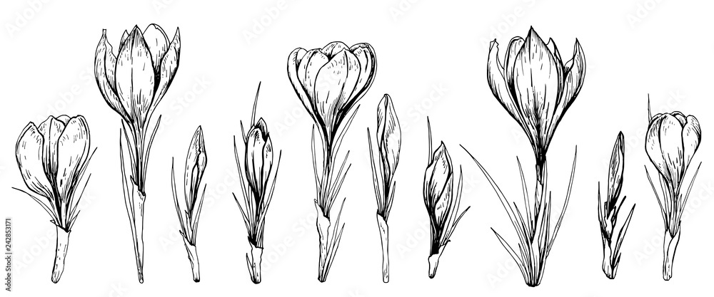Fototapeta Zestaw wiosennych kwiatów krokusów. Ręcznie rysowane ilustracji wektorowych.