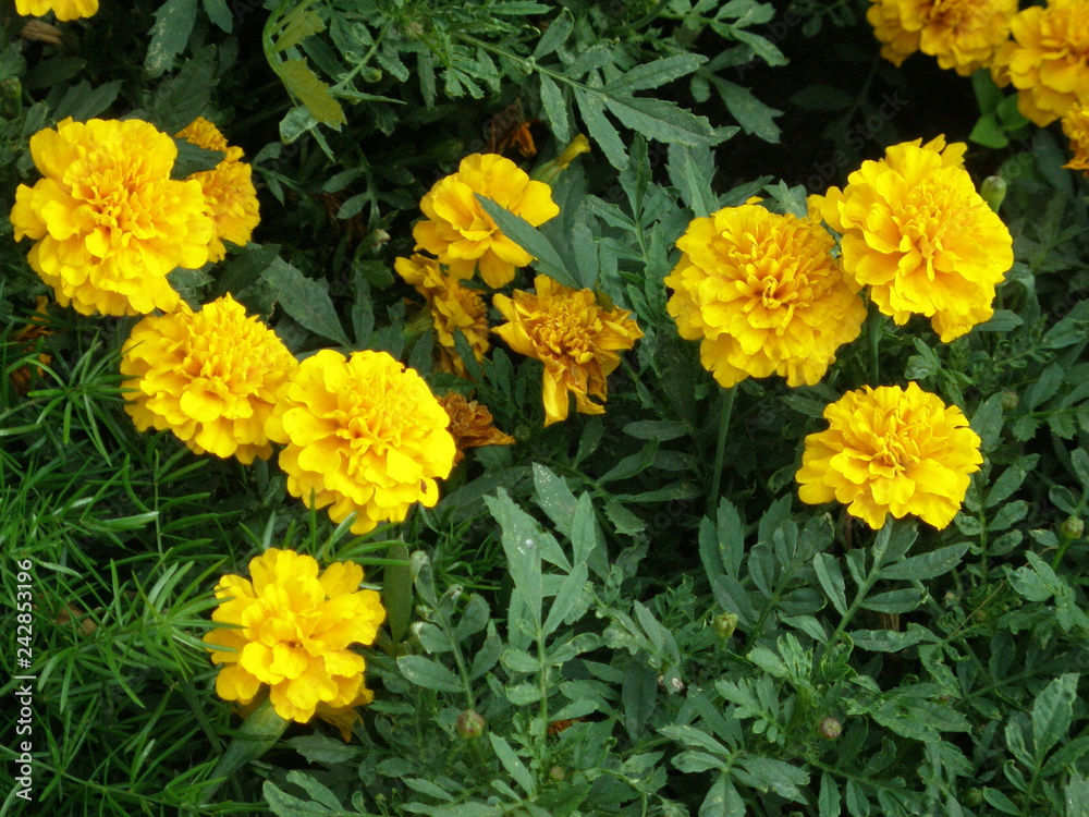Orange marigold flowers in a garden. Orange marigold flowers in a garden.
