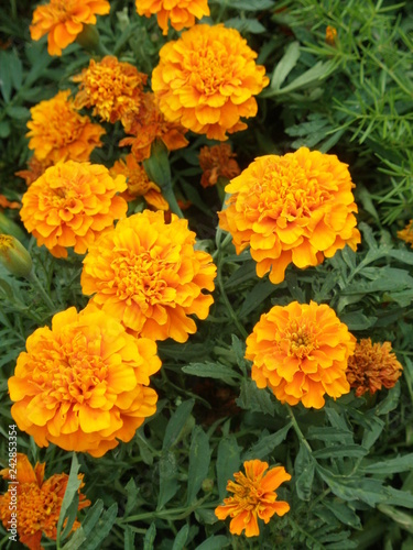Orange marigold flowers in a garden.