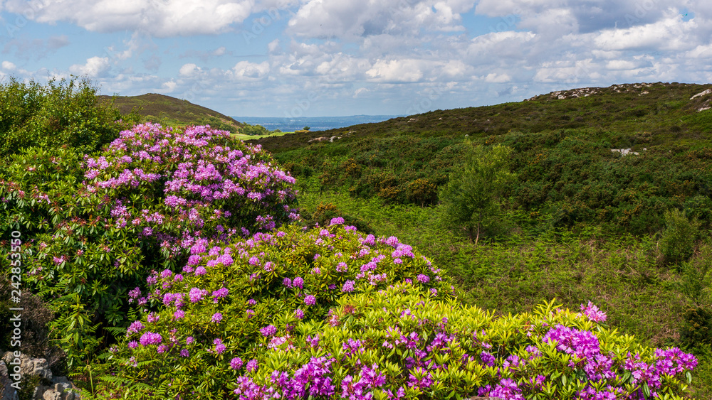 Howth Head, Ireland, covered in wild purple rhododendron bushes blooming in May. Beautiful landscape with wild flowers and green vegetation.