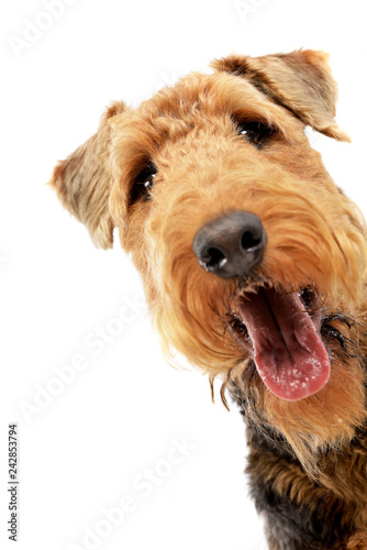 Portrait of an adorable Airedale terrier