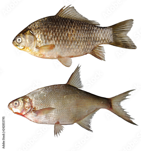 Fish carp and bream on white. Isolated on white background