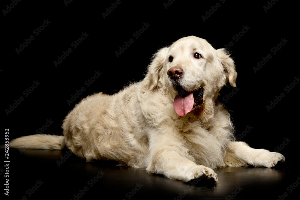 Studio shot of an adorable Golden Retriever