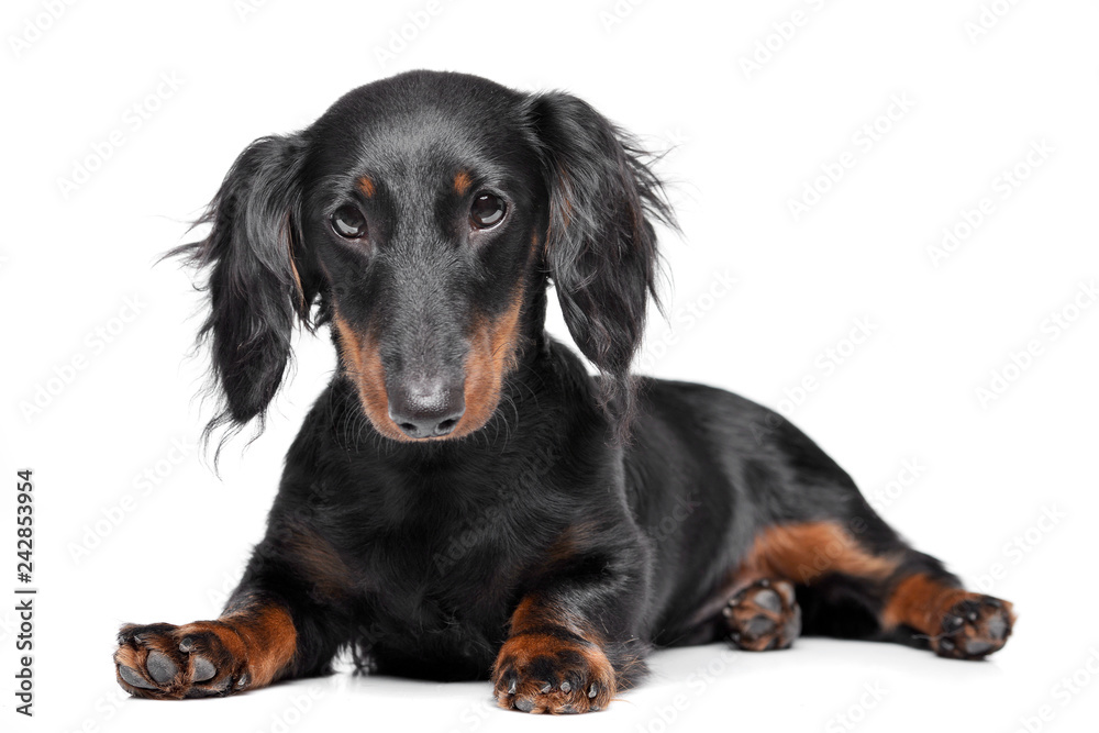 Studio shot of an adorable Dachshund