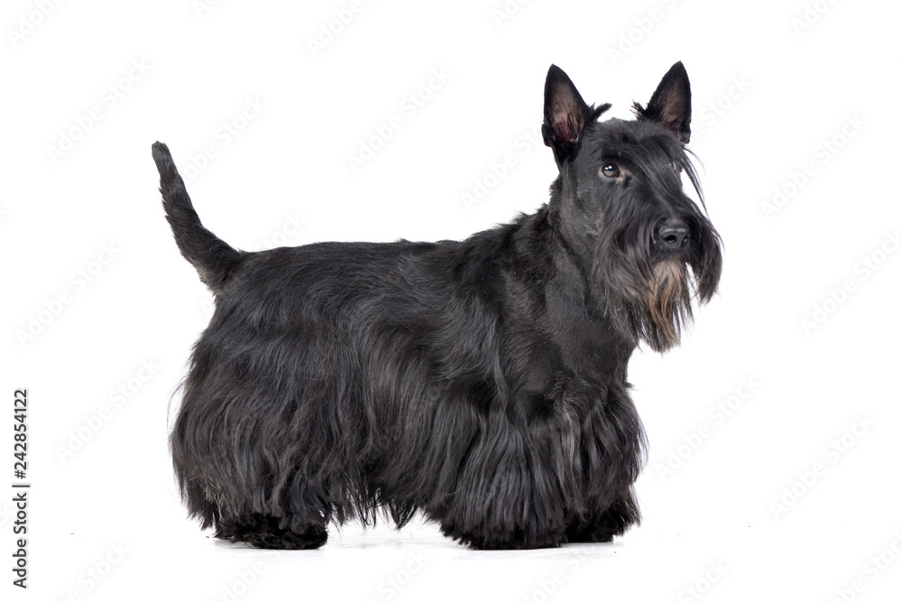 Studio shot of an adorable Scottish terrier