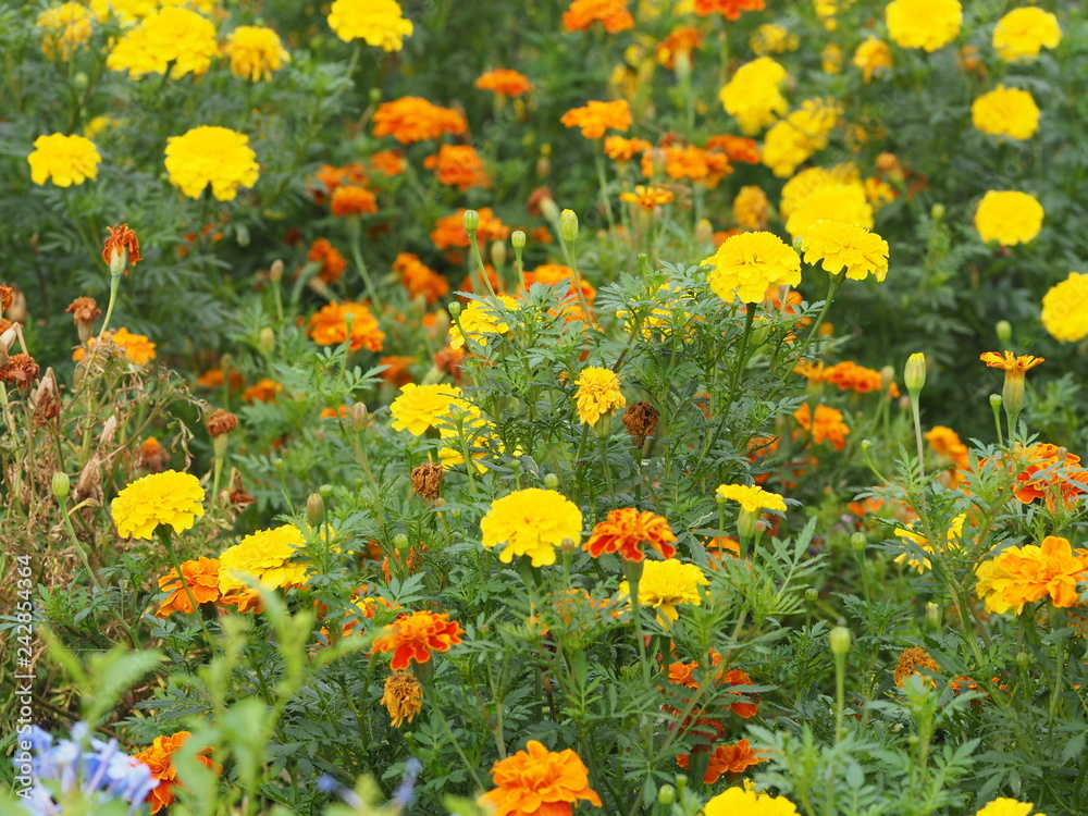 yellow and orange flower beautiful background nature