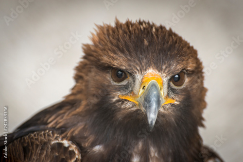 Águila real con un gran pico y ojos penetrantes majestuosa y potente