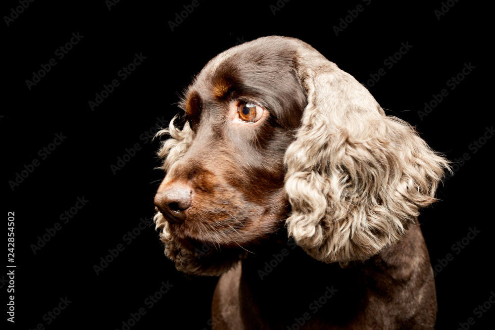 Portrait of an adorable English Cocker Spaniel Portrait of an adorable English Cocker Spaniel