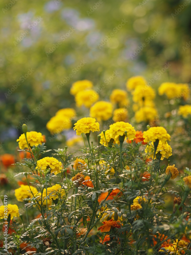 yellow and orange flower beautiful background nature yellow and orange flower beautiful background nature