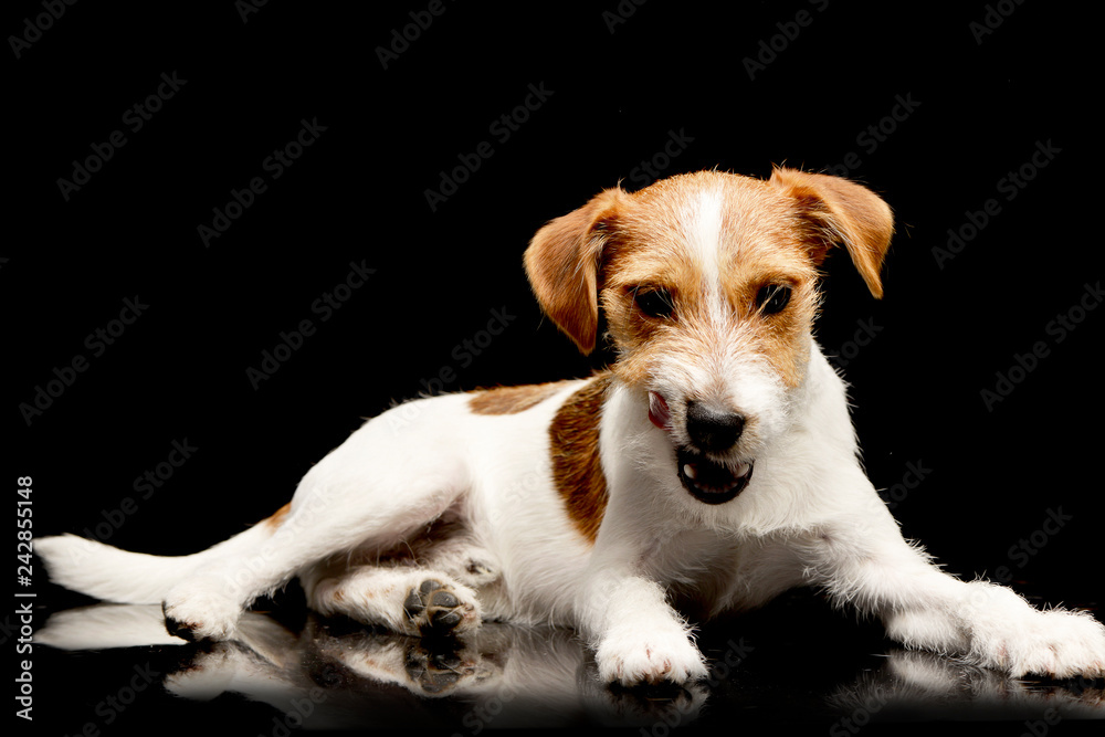 An adorable Jack Russell Terrier chewing a bone - obrazy, fototapety, plakaty 