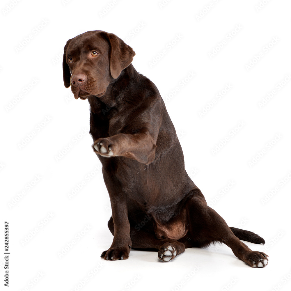 Studio shot of an adorable Labrador retriever