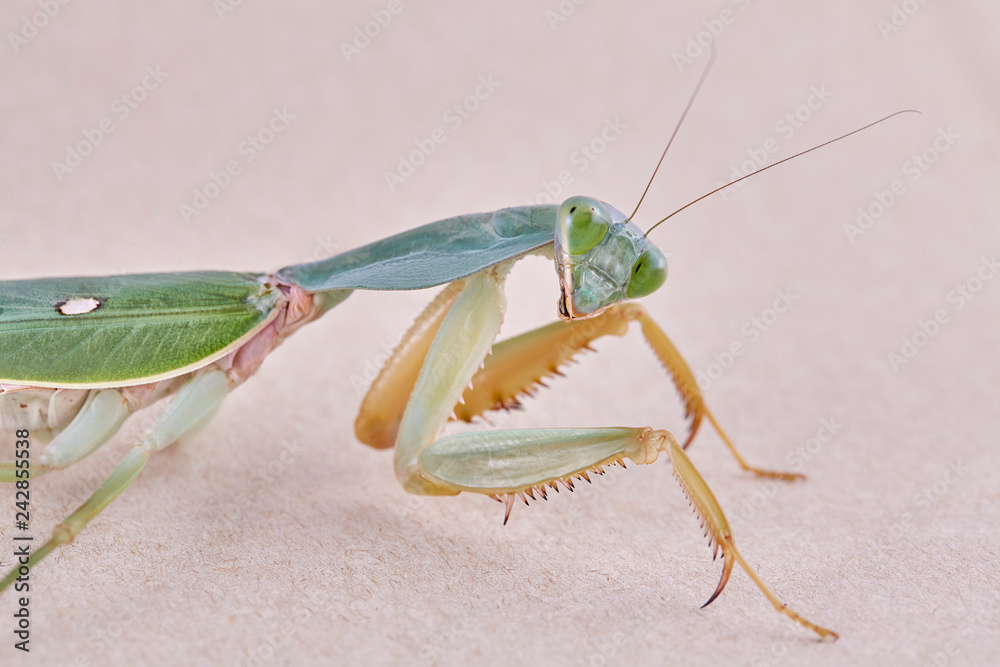 Giant Malaysian shield praying mantis Rhombodera Basalis resting on a tree Giant Malaysian shield praying mantis Rhombodera Basalis resting on a tree