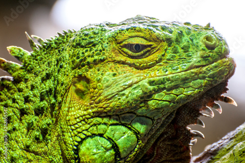 Reptiles y galápagos tortugas e iguanas en el zoo de cabárceno