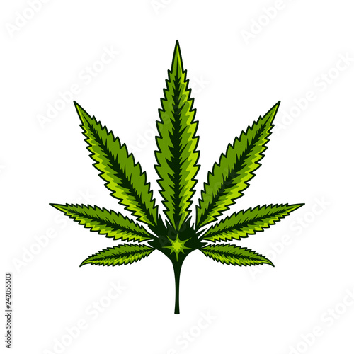 Cannabis flower, Marijuana leaf