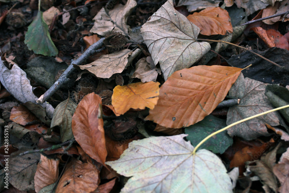 Herbst Blätter Herbst Blätter