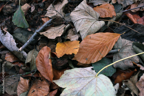 Herbst Blätter