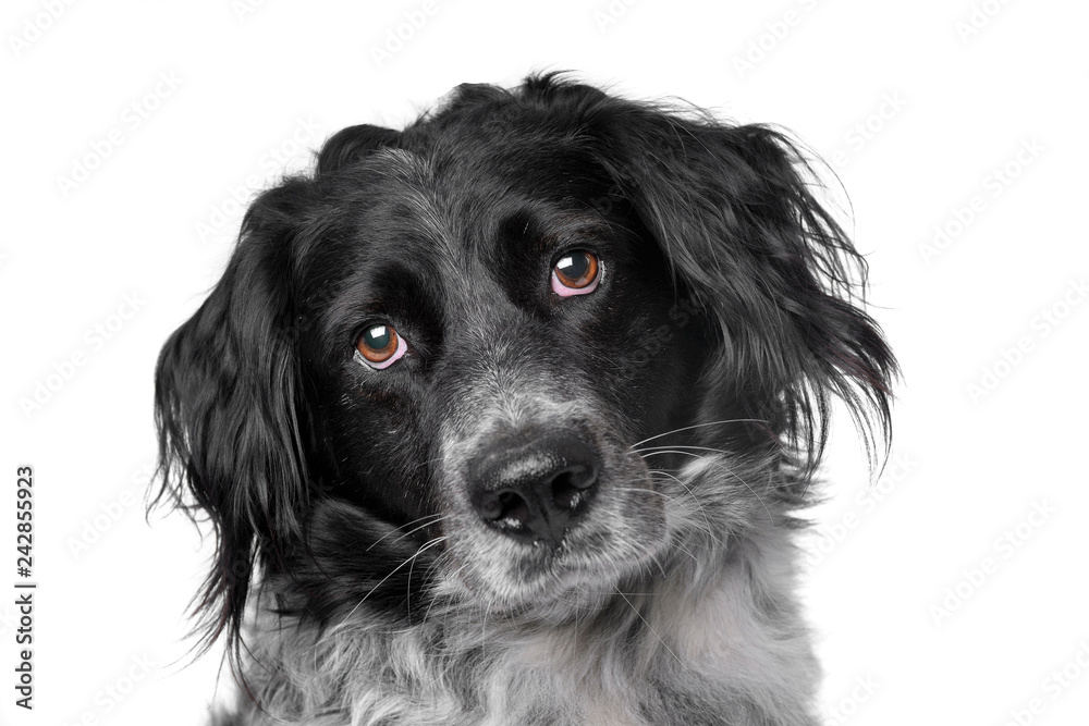 Portrait of an adorable mixed breed dog Portrait of an adorable mixed breed dog