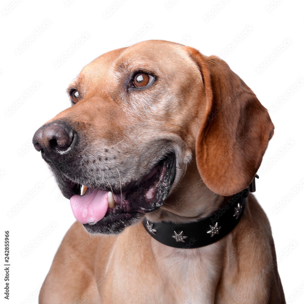 Studio shot of an adorable mixed breed dog