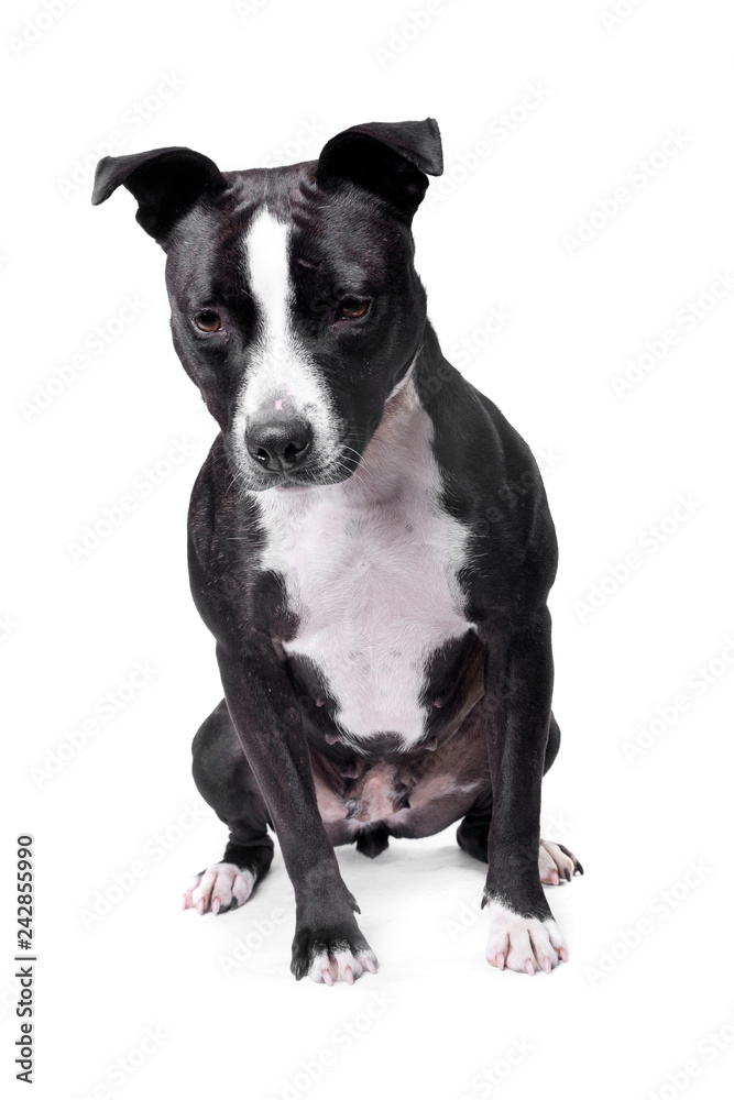 Studio shot of an adorable Staffordshire Terrier