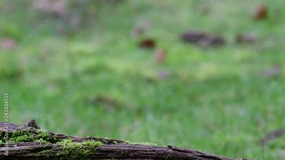 Marsh tit pair search feed on the deadwood, winter, (parus palustris), germany
Marsh tit pair search feed on the deadwood, winter, (parus palustris), germany