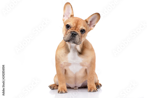 Studio shot of an adorable French bulldog