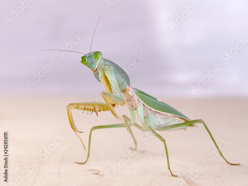 Giant Malaysian shield praying mantis Rhombodera Basalis resting on a tree photo