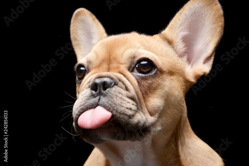 An adorable French bulldog stretches out her tongue