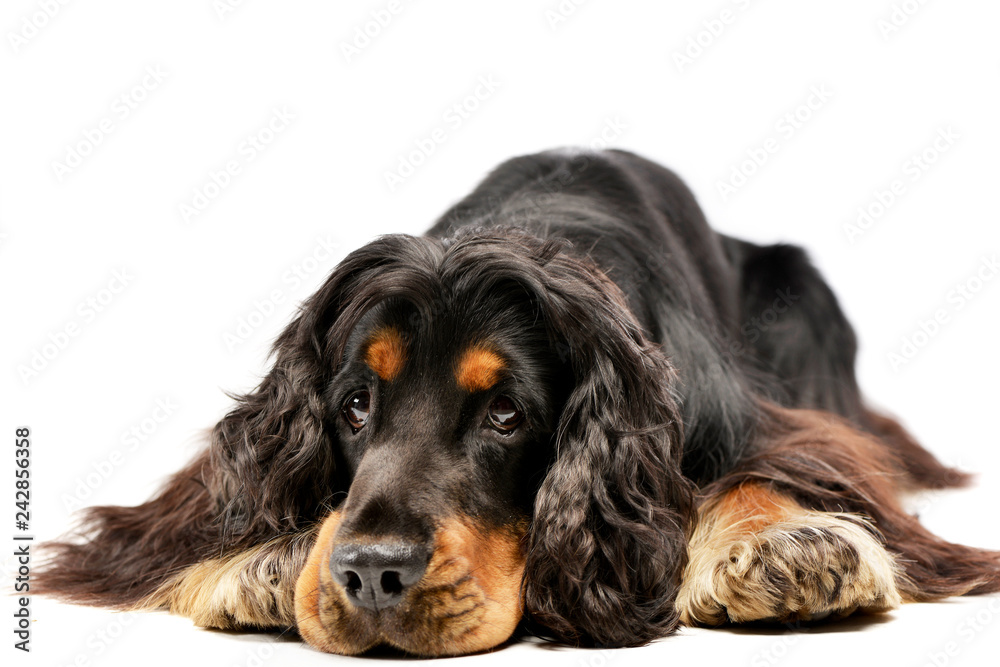 Studio shot of an adorable English Cocker Spaniel Studio shot of an adorable English Cocker Spaniel