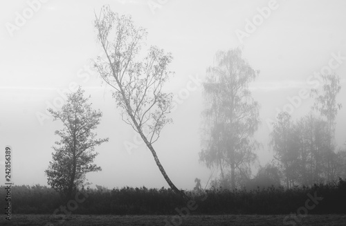 Drzewa we mgle © Kajetan