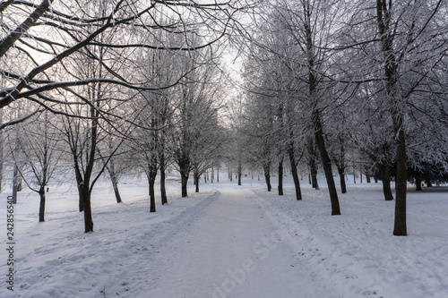 Park in snow. Minsk  Belarus