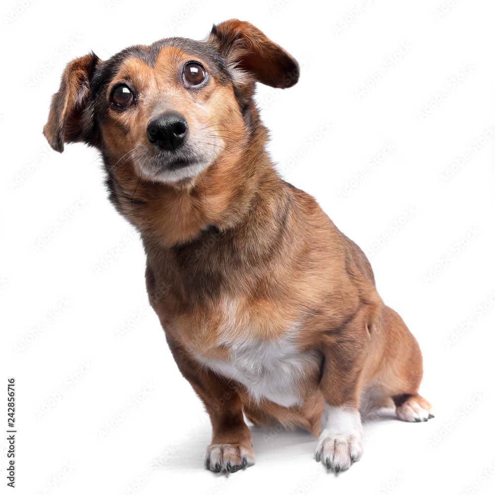 Studio shot of an adorable mixed breed dog Studio shot of an adorable mixed breed dog